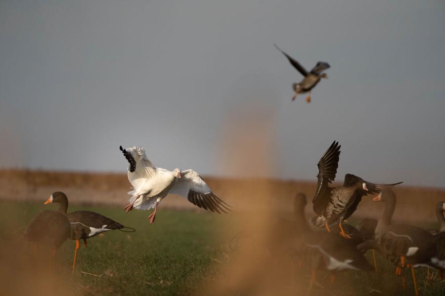 Specklebellies dropping into the decoy spread over a cut field