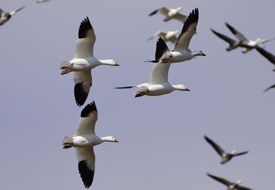 Snow geese banking low over the marsh