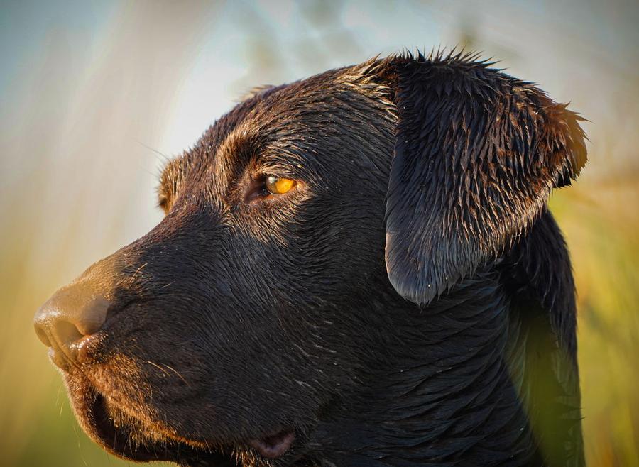 Chocolate Lab waiting out the morning in the blind