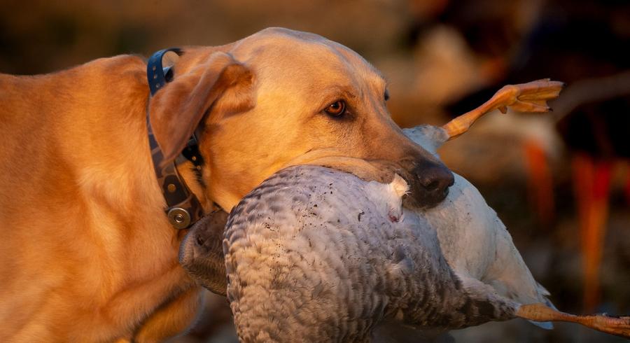 Yellow Lab holding a specklebelly goose