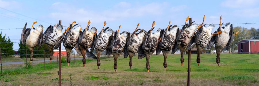 Strap of specklebellies hung on the fence line after a morning hunt