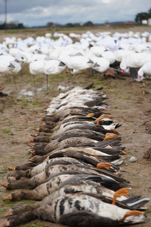 Row of specklebelly geese laid out beside the decoy spread