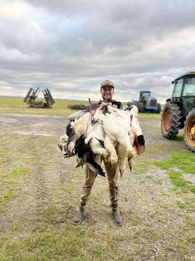 Hunter carrying a strap of snow geese and specklebellies out of the field