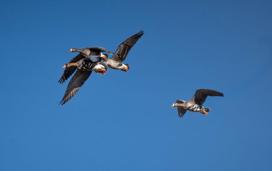 Pair of specklebellies against a clear blue sky