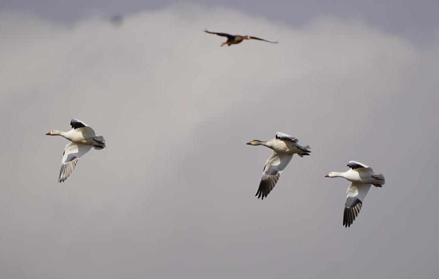 Snow geese and blues descending on the field