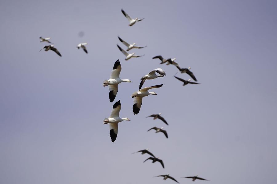 Flock of snow geese working the spread