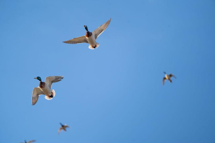 Teal and widgeon crossing overhead