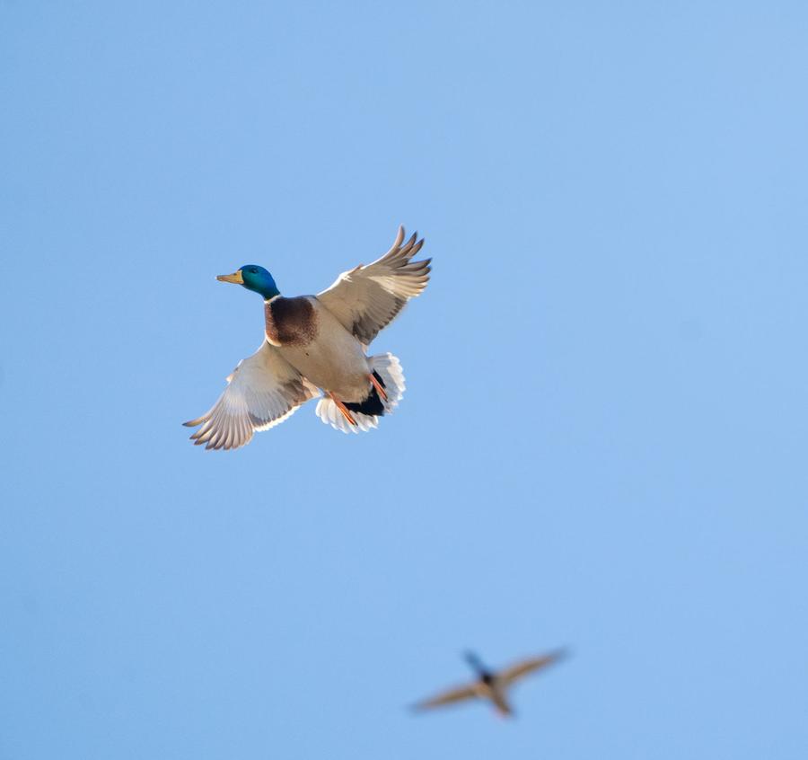 Drake mallard braking hard over the water