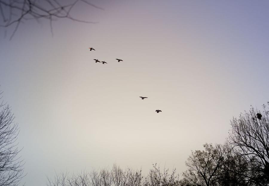 Ducks trading over a foggy South Louisiana treeline