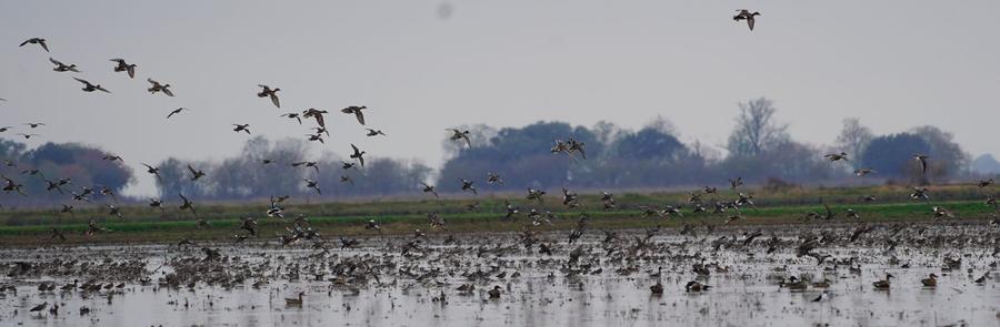 Thousands of ducks rafted on a flooded rice field
