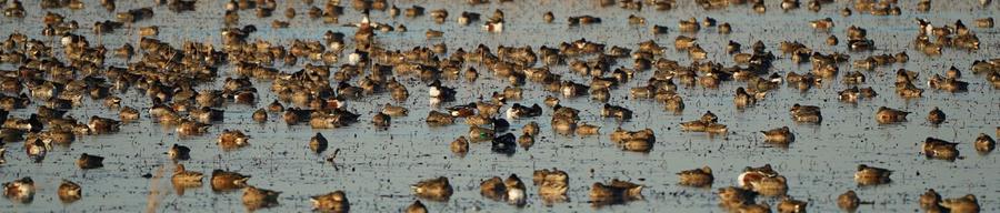 A raft of ducks packed onto shallow flooded ground