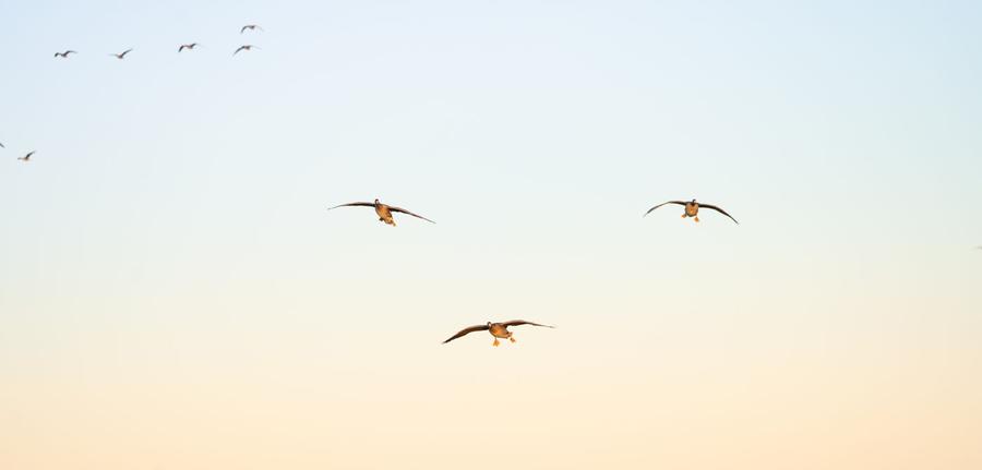 Flock of ducks high over the marsh at sunrise