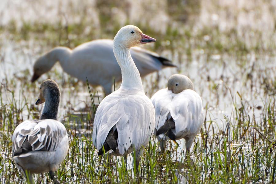 Snow geese feeding in flooded marsh grass