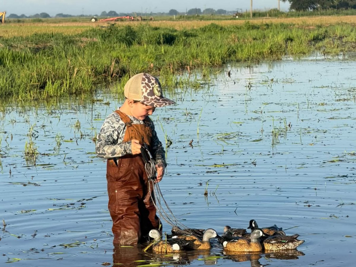 A young hunter picking up teal decoys in a flooded rice field